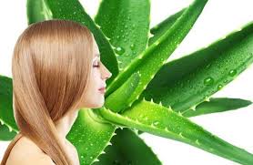 راز درمان ریزش مو با گیاه آلوئه ورا چیست؟ تقویت و ترمیم موها با گیاه آلوئه ورا